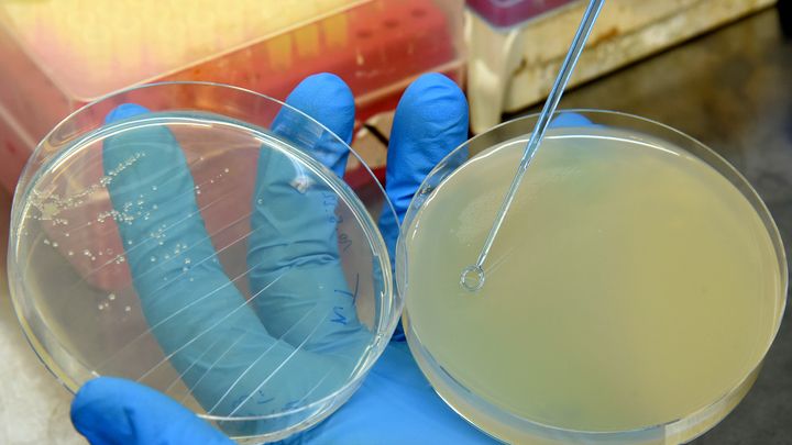 В Пентагоне заверили о мирной направленности биолабораторий на Украине