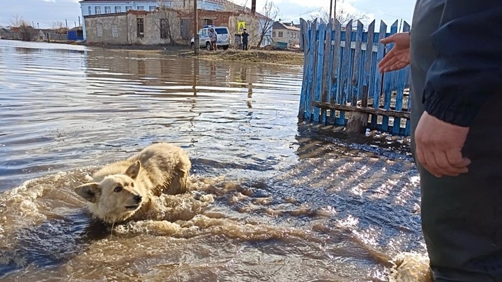 Бросили на погибель: в Курганской области собака по горло в воде не покидала родного дома