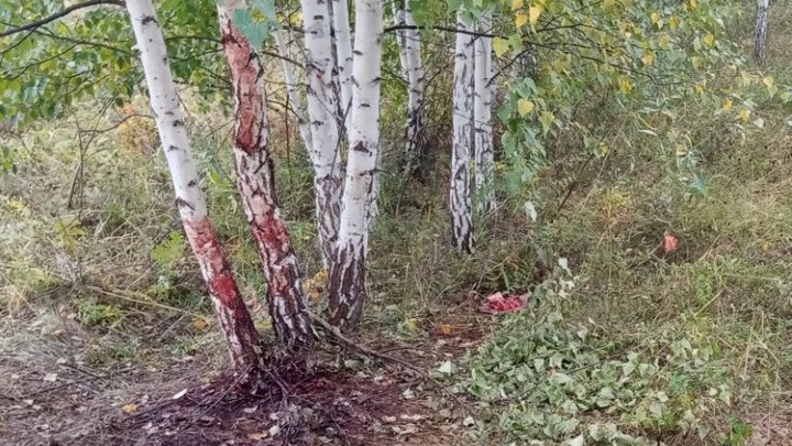 В Челябинской области задержали браконьера, убившего животных на 1,2 млн рублей