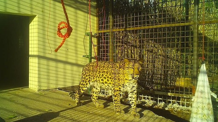 Челябинскую леопардиху Еву в Танзании выпустят на солнце за 13 тысяч долларов
