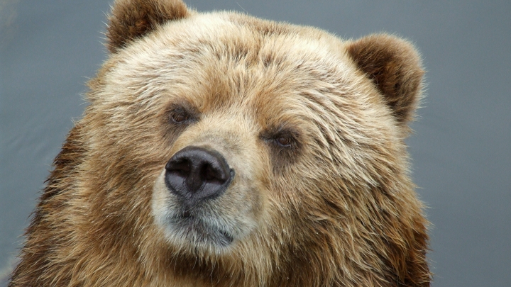 Большущая слюна капает: Выжившие после встречи с медведем раскрыли подробности нападения