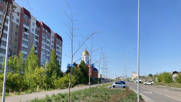 Напишут Бастрыкину: в Челябинске вдоль дороги погибло 55 молодых деревьев