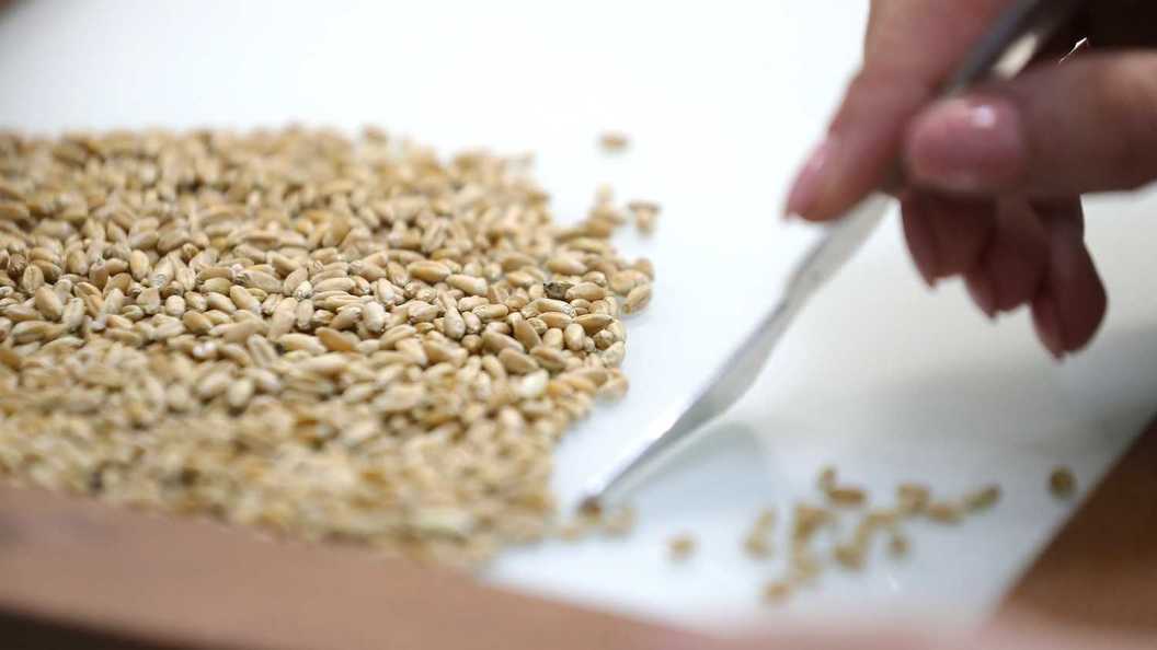 Перловка зерно. Отделяйте зерна от плевел. Как можно использовать зерно. Цельные зерна. Озимая пшеница спельта.