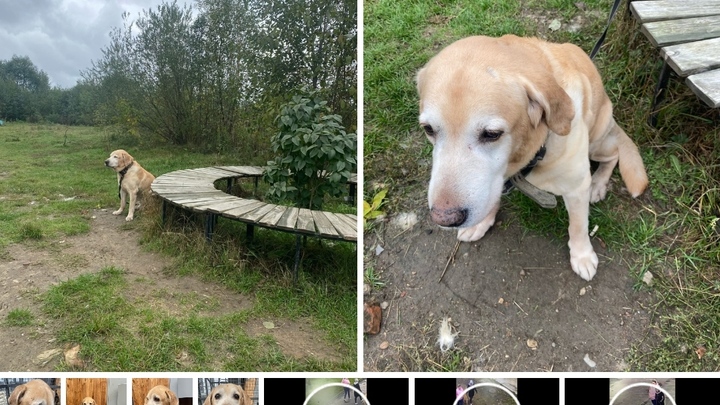 В Химках старого лабрадора привязали к лавочке и бросили