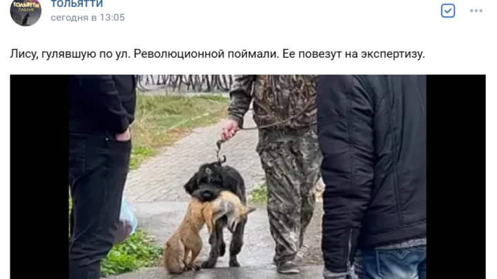 Бродячая лиса устроила переполох в Тольятти