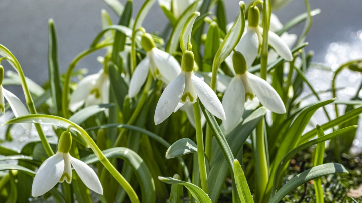 В Сочи браконьеры начали охоту за краснокнижными первоцветами