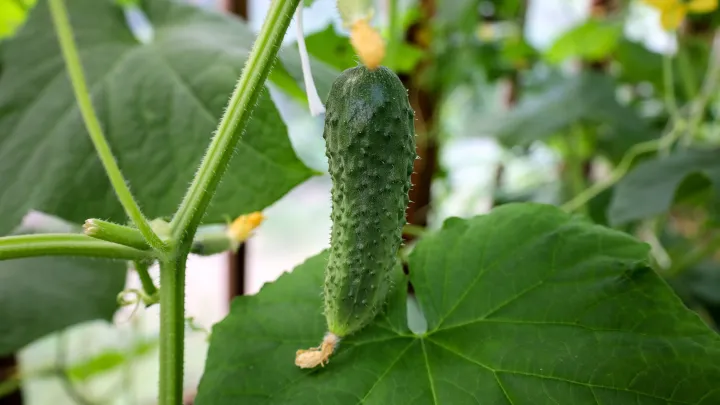Семь причин, почему огурцы растут изогнутыми: как это исправить