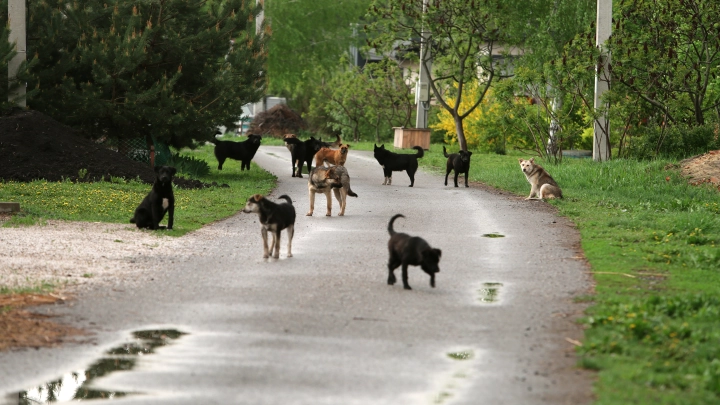 СК возбудил дело за травлю родителей погибшего при нападении собак мальчика