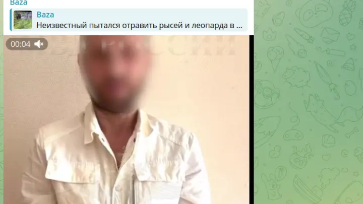 Раскиданные в вольерах рысей Московского зоопарка таблетки оказались валерьянкой