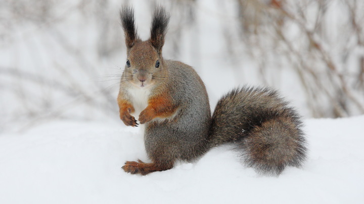Народные приметы на 15 марта – Федотов день: что можно и нельзя делать