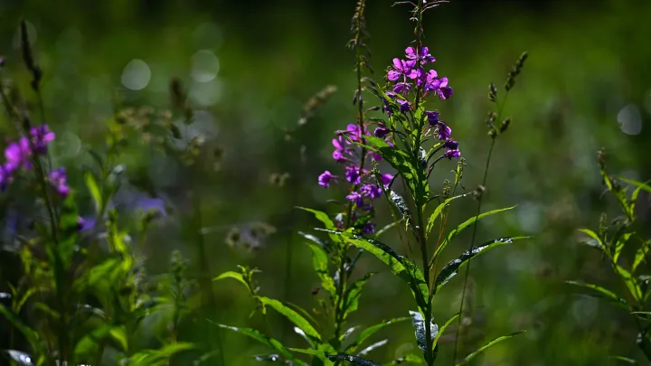 Борщевик под статьёй: за сорняки на участке будут штрафовать до 700 тысяч рублей