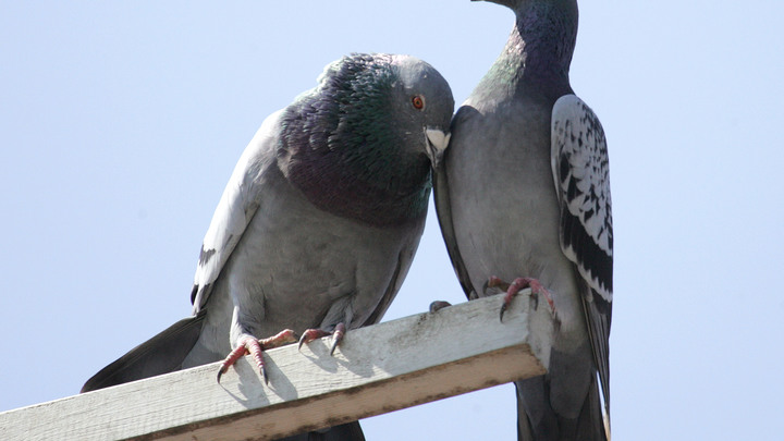 Возмущение зашкаливает: Знаменитый мост из фильма Любовь и голуби превратился в труху