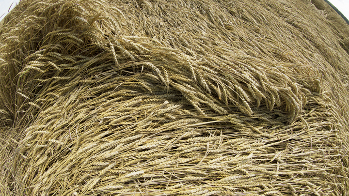 Действие зерновой сделки прекращено — Песков