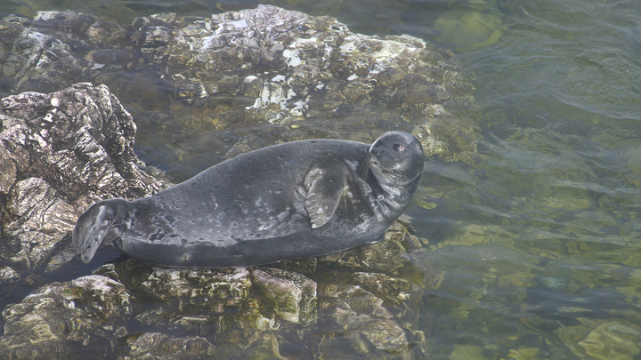 Загадочная гибель сотен краснокнижных животных в Махачкале: Учёные рассказали о пробах воды
