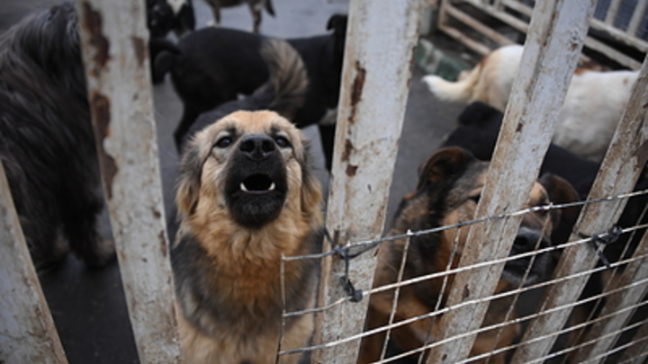 Пса, терроризировавшего целый район в Чите, отловили и собираются усыпить
