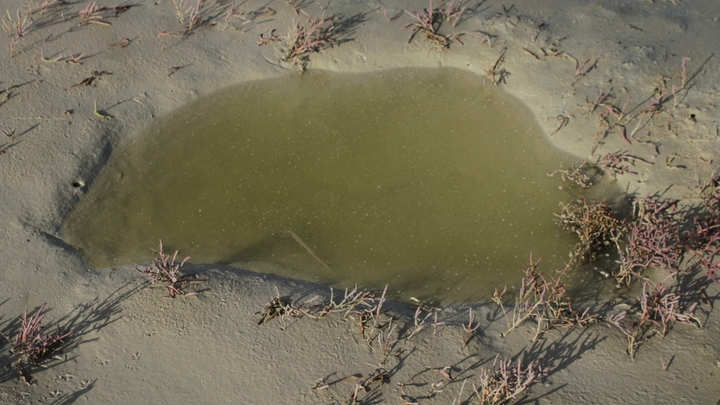 Оно движется: Морские сопли заметили в Эгейском море