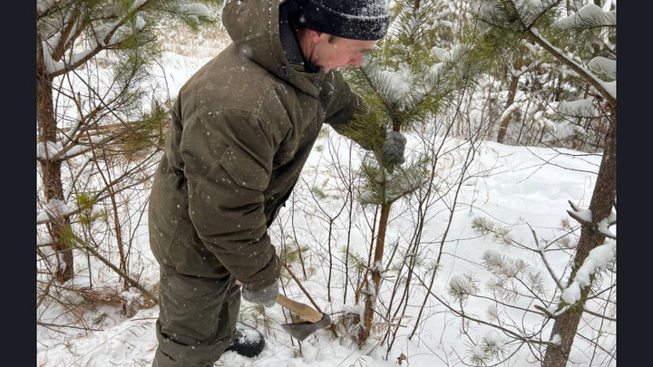 В Новосибирской области заготовят 10 тысяч ёлок к Новому году