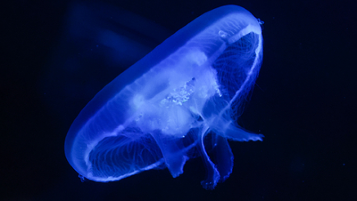 SHOT: Двухлетний малыш из Хабаровска умер от укуса медузы в Малайзии