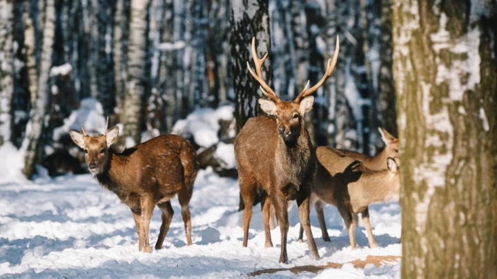В национальном парке Лосиный Остров возобновились экологические исследования