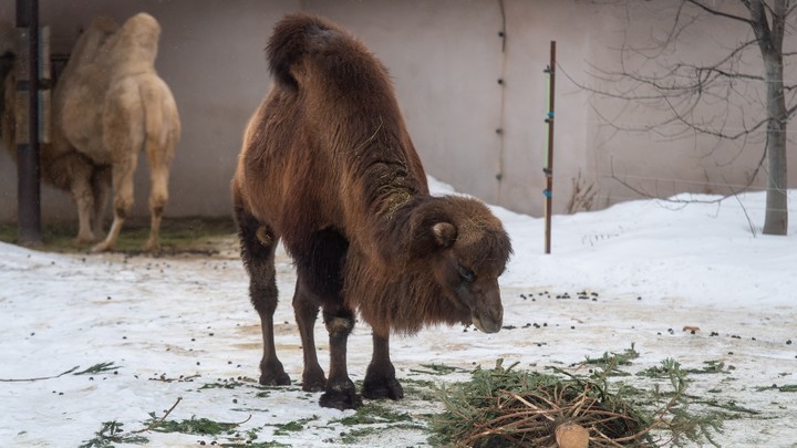 Появилось видео трагического происшествия с верблюдом в Омской области