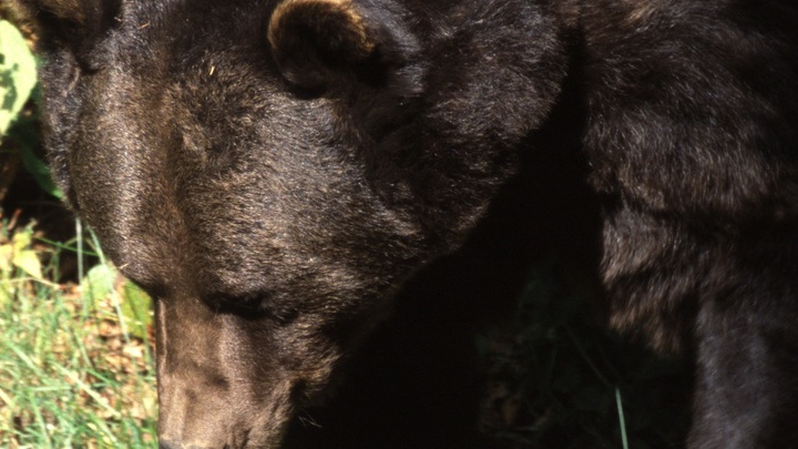 Медведицу с медвежатами нашли убитыми в лесу в Башкирии