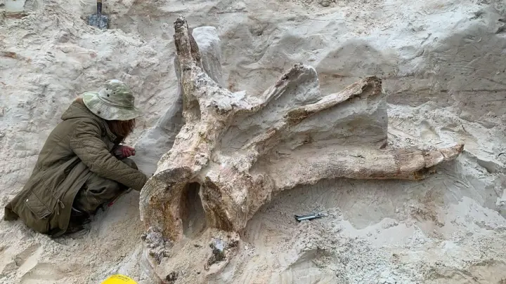 Древнейший пень из Ленобласти оказался древним грибом возрастом в 385 млн лет