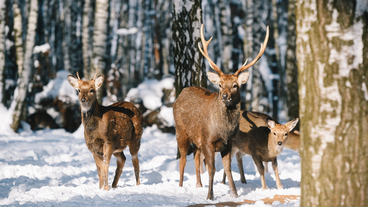 Oh, kurwa!: Урок польского языка помог дать олень