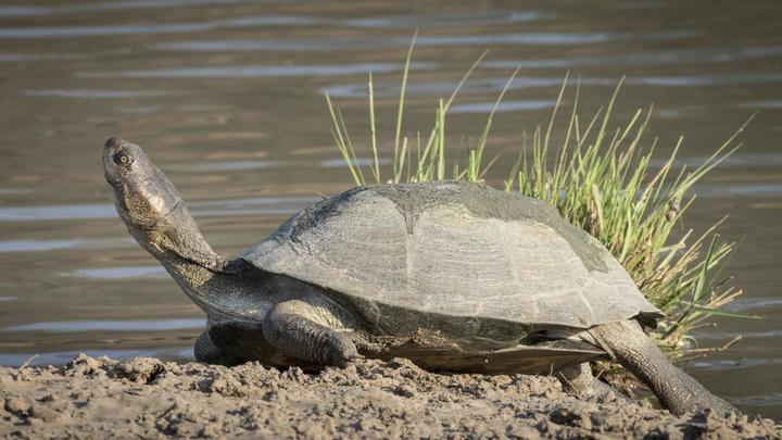 Черепахи и суперчай? В КНДР придумали антикризисную диету