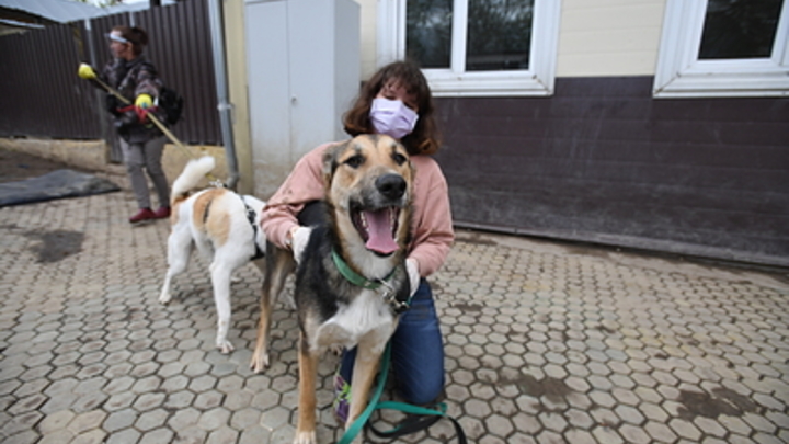 Просроченную еду - на корма животным: В Госдуме нашли способ помочь приютам в условиях пандемии