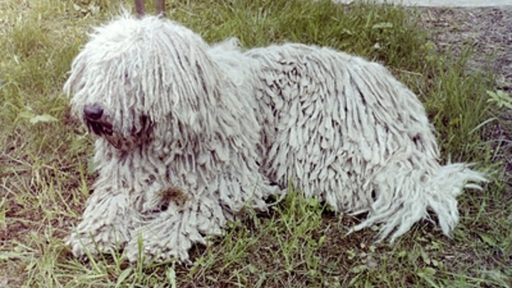 Речь идёт о бродячих стаях: в Департаменте ветеринарии Кубани разъяснили постановление губернатора