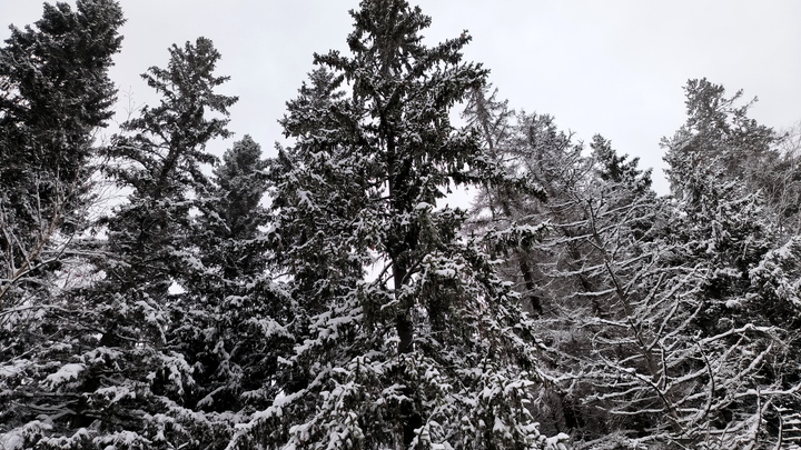 Бывший полицейский признался в убийстве журналиста Максимова 20 лет назад: Оглушили трубой и повесили. Тело ищут в лесу под Питером