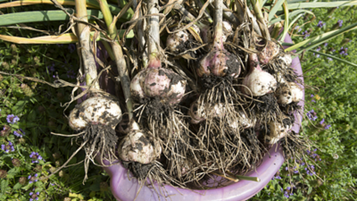 Названы два продукта, которые способны восстановить работу печени