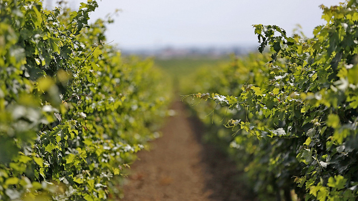 На Кубани запретили застраивать высотками сельхозугодия и земли под виноградники