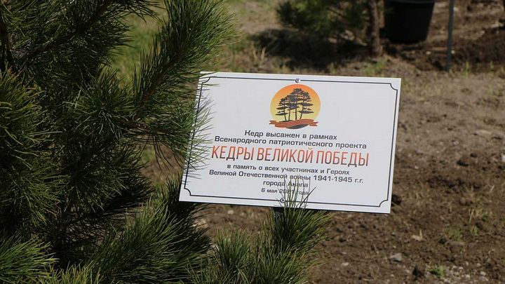В память о 22 июня: В Новороссийске высадили 80 кедров с именами героев Великой Отечественной войны