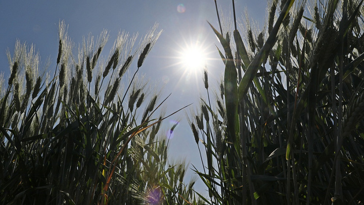 Губернатор Кондратьев сказал, будет ли рекордным урожай зерна в 2022 году