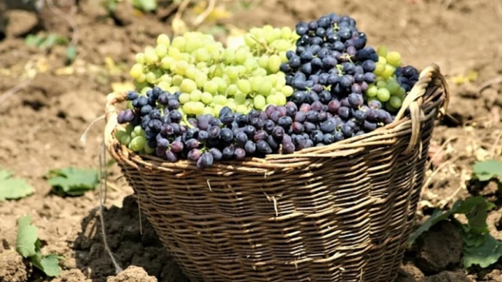 На Кубани планируют собрать богатый урожай винограда