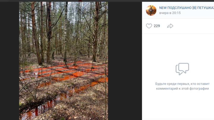 Лес в Петушках залили оранжевой химической жижей