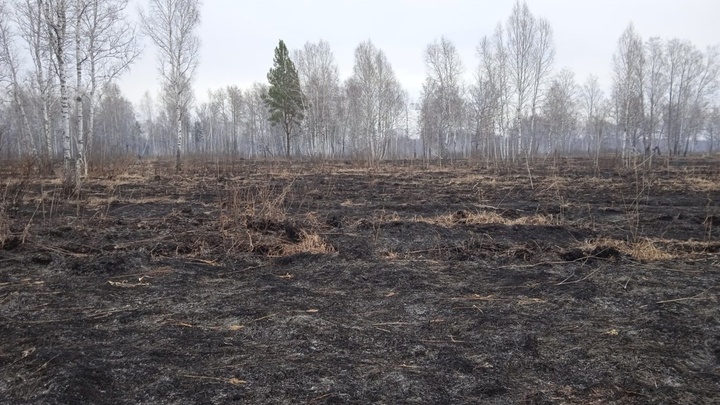 Директора лесхоза в Новосибирской области будут судить за поджог травы