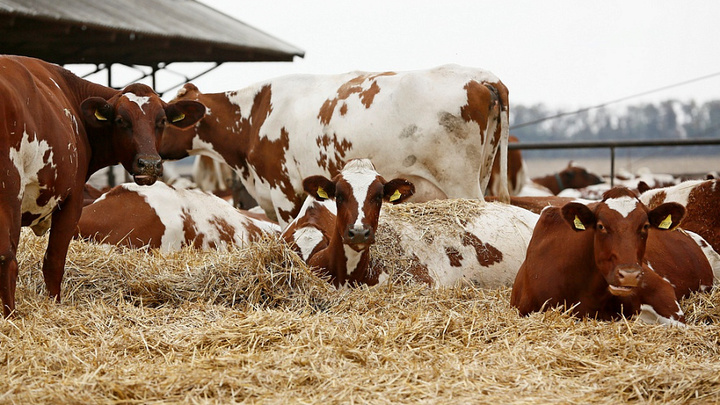 На Кубани с начала года произвели более 800 тыс. тонн молока
