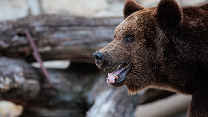 Еле отбился: медведь напал на мужчину в общественном туалете в Японии