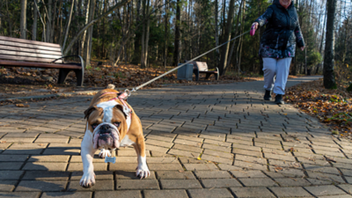 После гибели женщины от бездомных собак, в Якутске занялись отловом диких питомцев