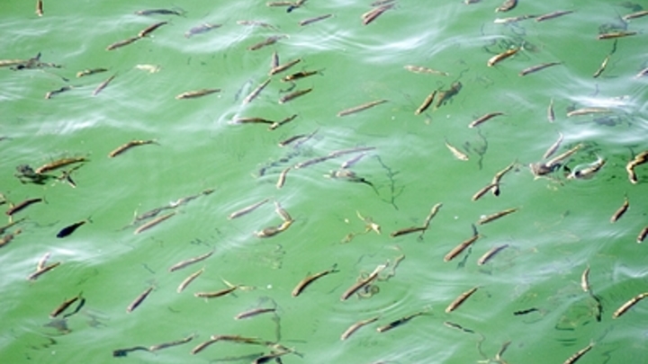 Прокуратура проводит проверку после массовой гибели рыб у берегов Сочи