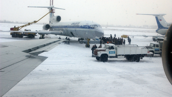 В самолёте, летевшем из Петербурга, собака загрызла кошку