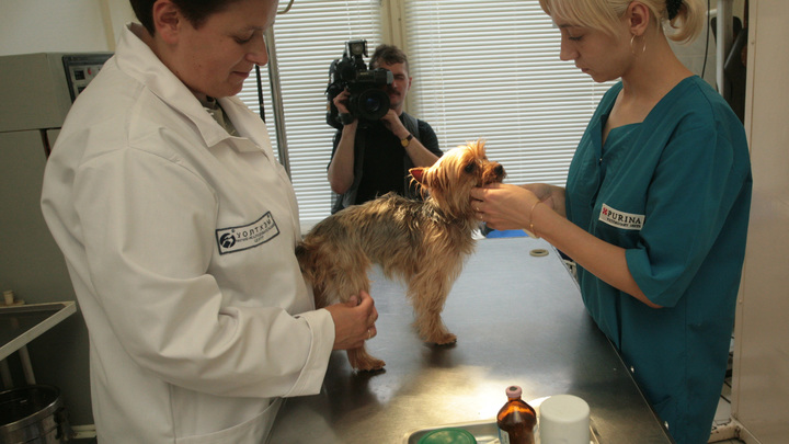Ветеринары предупреждают о воздействии реагентов на домашних животных