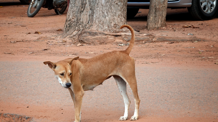 Окоченевшие трупы: на дачах в пригороде Краснодара неизвестный отравил собак