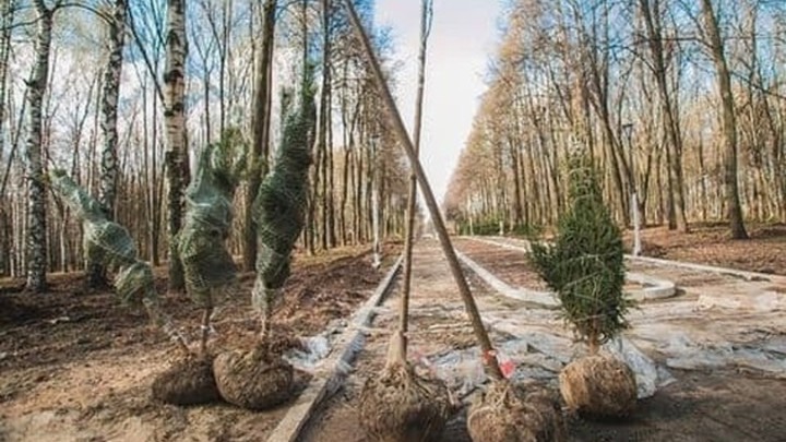 Озеленение «Швейцарии» стартовало: в нижегородском парке высадили первые деревья
