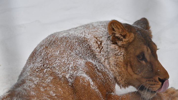 Бросили умирать в холодном фургоне: В Челябинской области пытаются спасти двух львиц