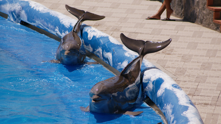 Дельфинов отпустили в море, но разгорелся скандал: Угрозу объяснил биолог