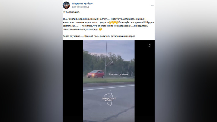 Лось протаранил автомобиль на полном скаку на автодороге в Кузбассе