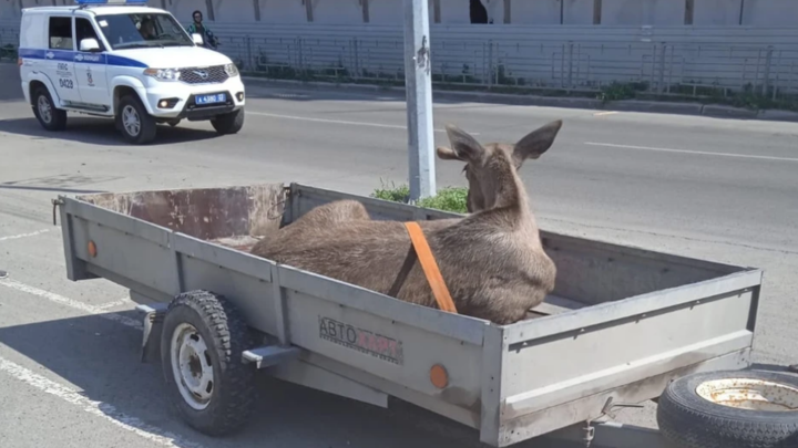 В Барнауле лось прогулялся по улицам и прокатился на автомобиле